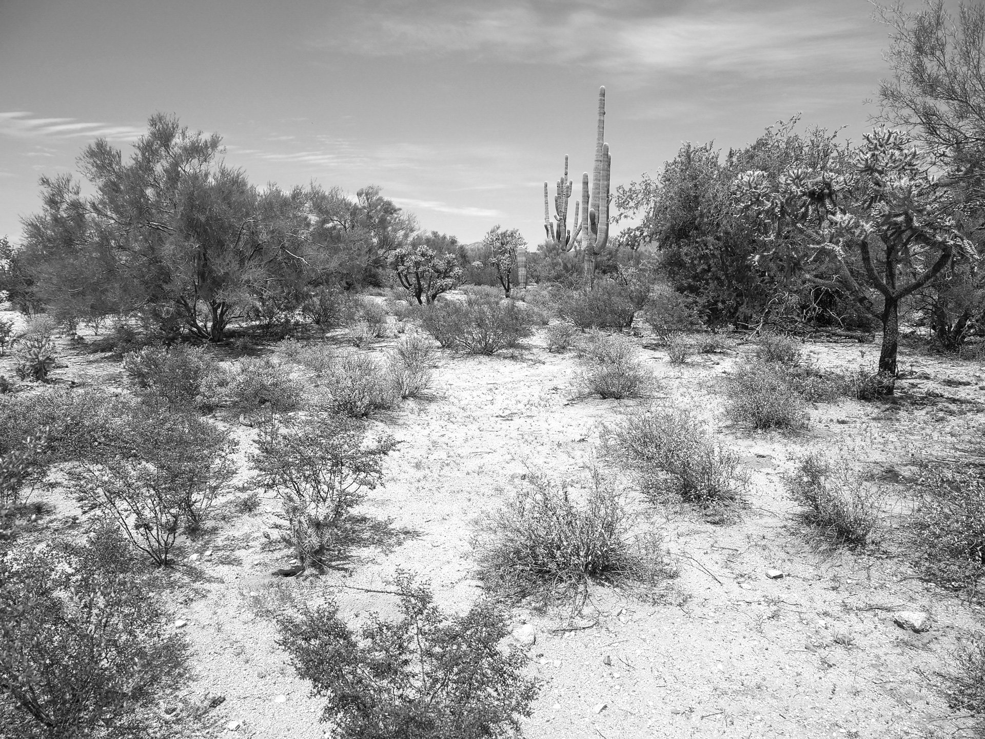 2018_Marana_AZ_Terrain_045_web 2018_Marana_AZ_Terrain_045_web